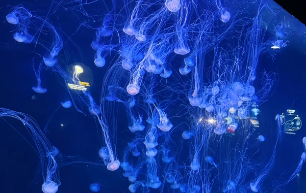 Qingdao Underwater World: Un viaggio Mesmerizzante Sotto le Onde