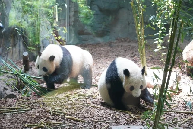Chengdu Panda Valle: Il regno segreto del selvaggio rilascio di Panda giganti e la terra naturale delle meraviglie di High Mountain Canyon
