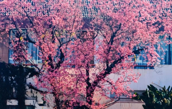 China Pavilion at Kunming World Expo Park: Eternal Bloom from Century Grand Event to Ecological Hall