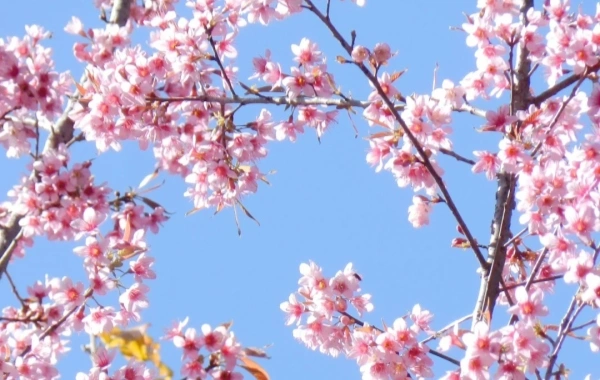 في الحديقة الغربية ملحمية من ممرضة جبلية إلى مملكة نباتية