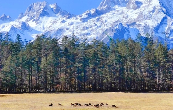 Yunshanping: A Pilgrimage from the Secret Realm of Jade Dragon Snow Mountain to the Love Holy Land of Naxi
