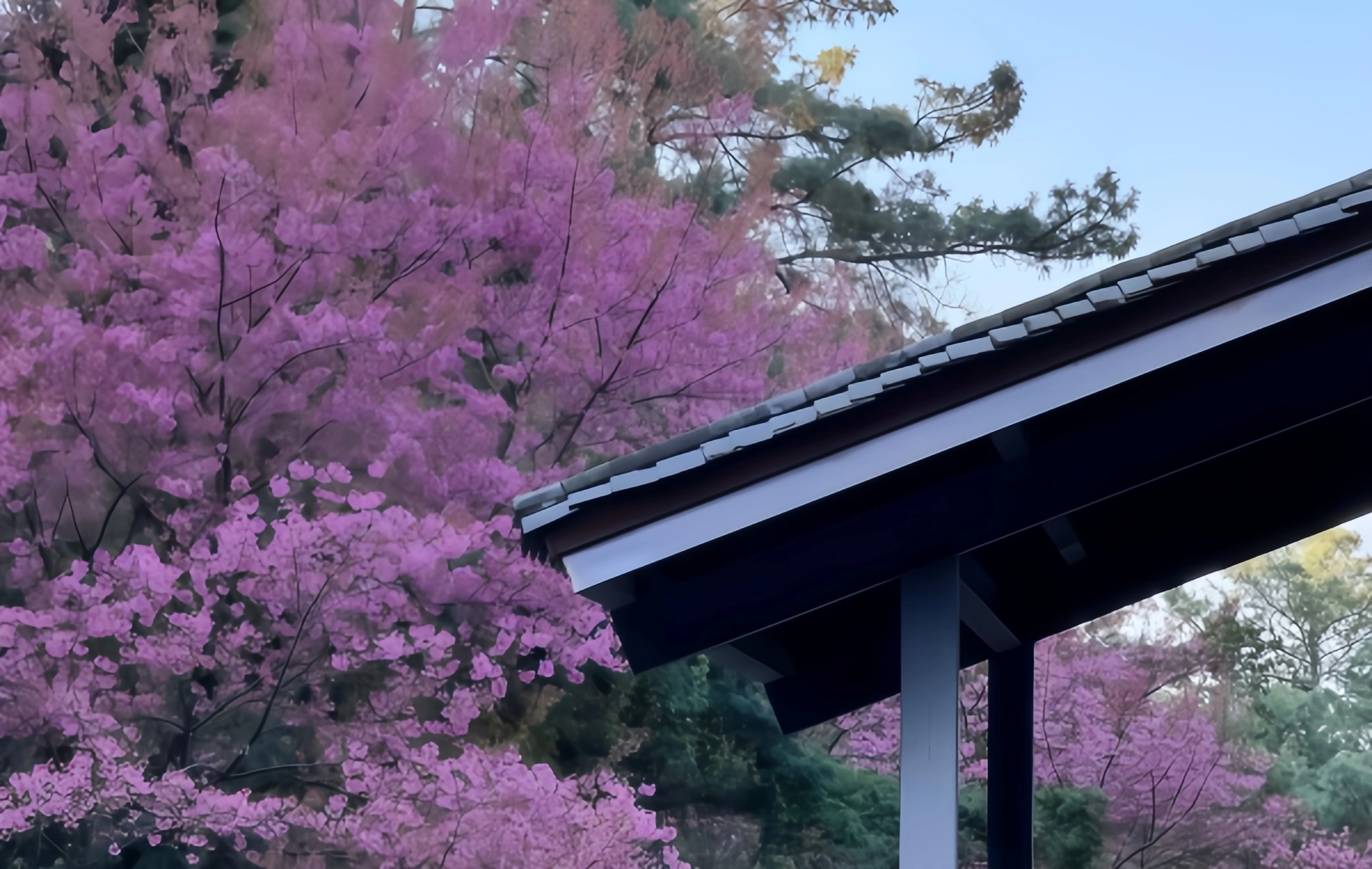 متنزه (زيشان) مشاهده الألفية من 