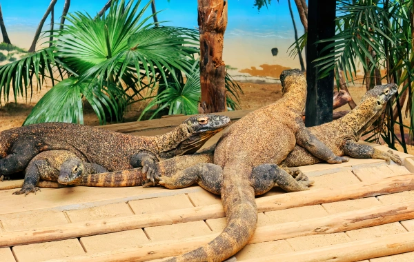 Longlong Wildlife World: An Immersive Journey Through Five Continents of Natural Wonders-3