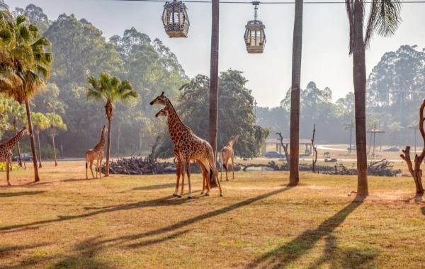 Chimelongツーリストリゾート:パールリバーファームから世界クラスのテーマパークまでの素晴らしい旅-3