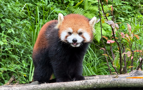 Chengdu Panda Valle: Il regno segreto del selvaggio rilascio di Panda giganti e la terra naturale delle meraviglie di High Mountain Canyon-3