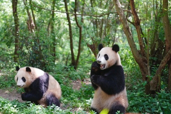 Chengdu Panda Valle: Il regno segreto del selvaggio rilascio di Panda giganti e la terra naturale delle meraviglie di High Mountain Canyon-4