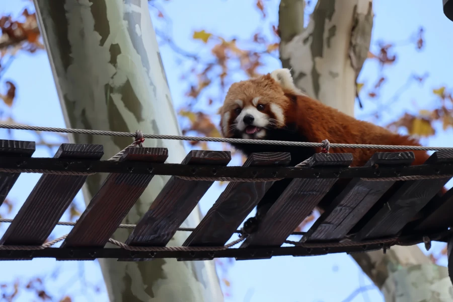 Shanghai Wild Animal Park: An Exploration Journey from Urban Oasis to Natural Kingdom-4