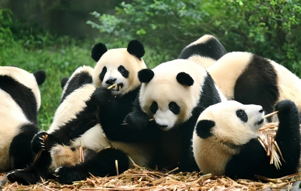 Chengdu Research قاعدة باندا العملاق Breeding: A Celebration of Life from Research Cradle to National Treasure Paradise