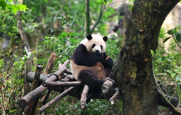 Chengdu Research قاعدة باندا العملاق Breeding: A Celebration of Life from Research Cradle to National Treasure Paradise-3