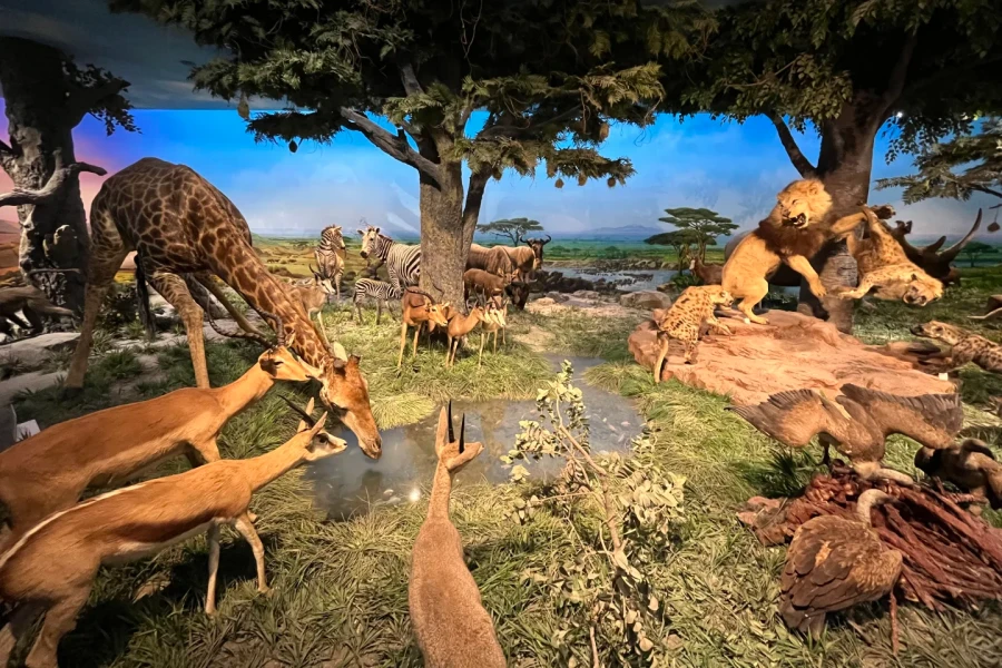 Beijing Museum of Natural History: An epic journey of life evolution spanning hundreds of millions of years-4