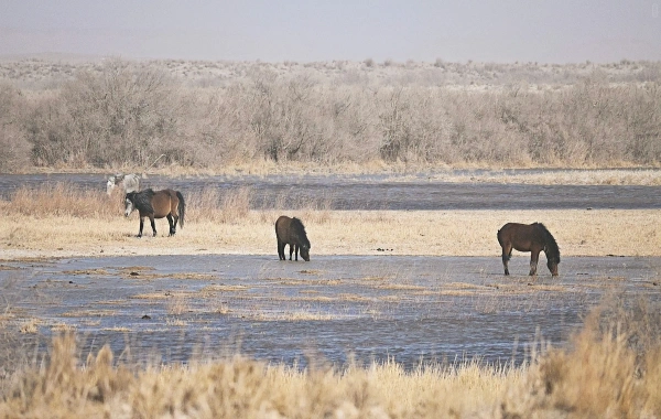 Passo Yumenguan: un viaggio attraverso duemila anni di poesia e di vigilanza anteriore-3
