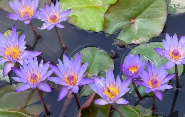  Tropical Botanical Garden:A Journey of Discovery into the Green Kingdom at 21°North Latitude-2