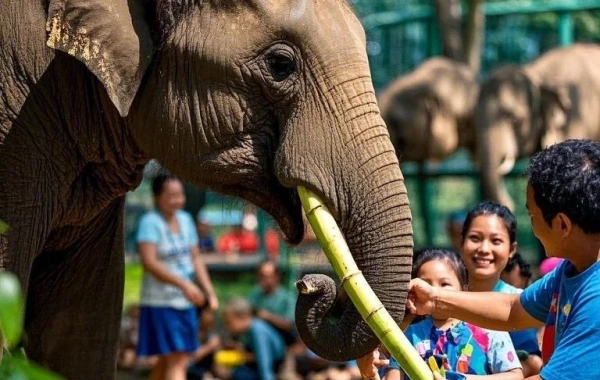  Wild Elephant Valley:A Journey of Ecological Wonders to Discover the Giants of the Rainforest-2