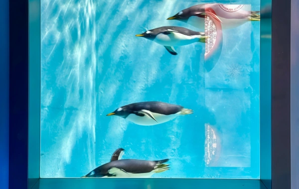 Harbin Polarland:A Romantic Journey of Miracles in the Depths of the Icy Seas