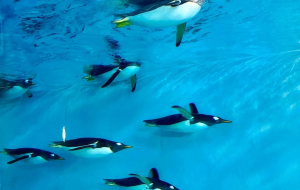 Harbin Polarland:A Romantic Journey of Miracles in the Depths of the Icy Seas-2