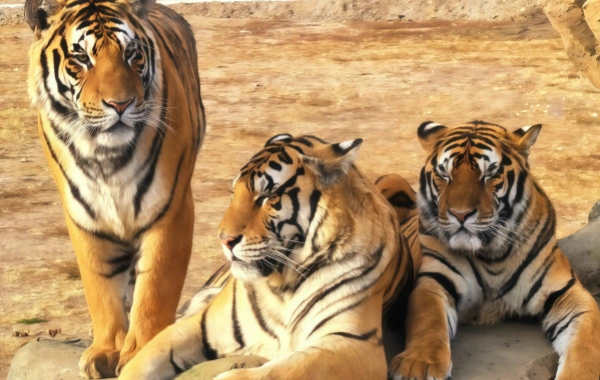 Siberian Tiger Park:A Journey أجيبي على النداء البري لـ 