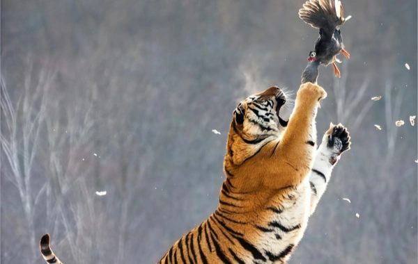 Siberian Tiger Park:A Journey أجيبي على النداء البري لـ 