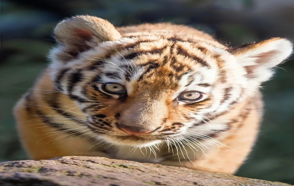 Siberian Tiger Park:A Journey أجيبي على النداء البري لـ 