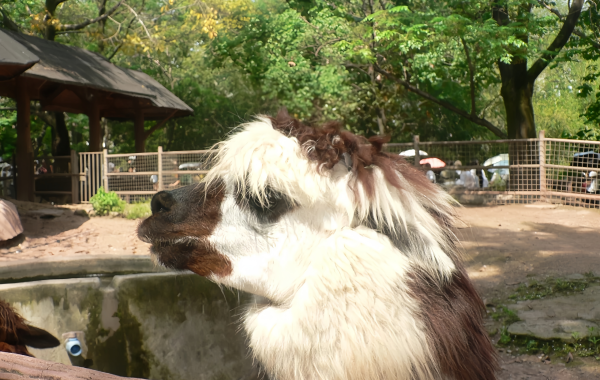 Chongqing Zoo:A Lifeline for the Mountain City for 70 Years-4