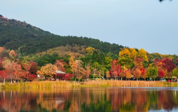 Fragrant Hills Park:A Legendary Landscape from Imperial Garden to Beijing's Red Sea of​​Colors
