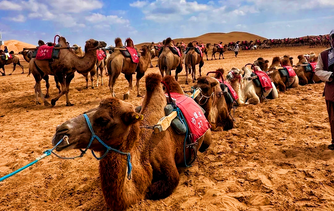 (شابوتو) A Journey into the Enchanting Symbiosis of Desert and the Yellow River-2