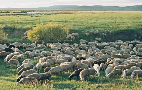 Hulunbuir Grasland:A (جورني) إلى (أعظم نهر وينينغ) في العالم في مملكة المراعي-3