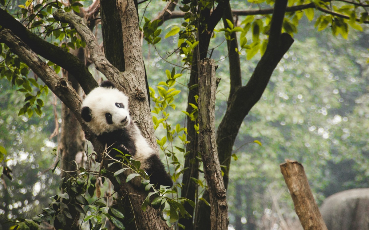 Day 8: Chengdu-Chongqing