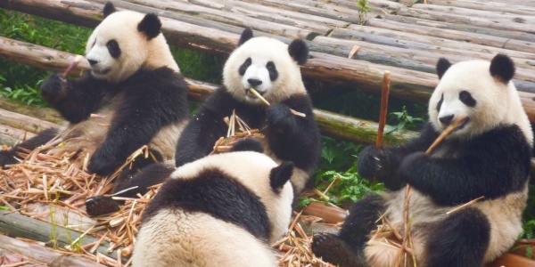 The Chengdu Research Base of Giant Panda Breeding,check in.jpg
