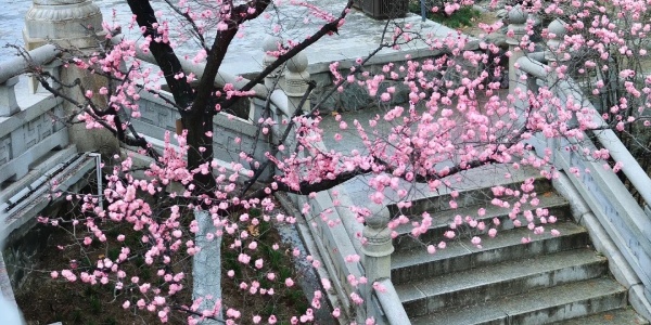 1742781599660.jpg Xingqing Palace Park.jpg