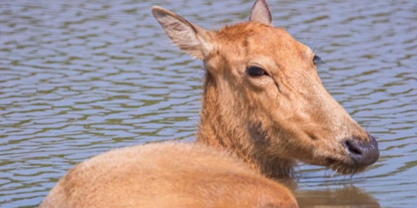 1744696381355.jpg china travel,pesona travel,elk,2.jpg