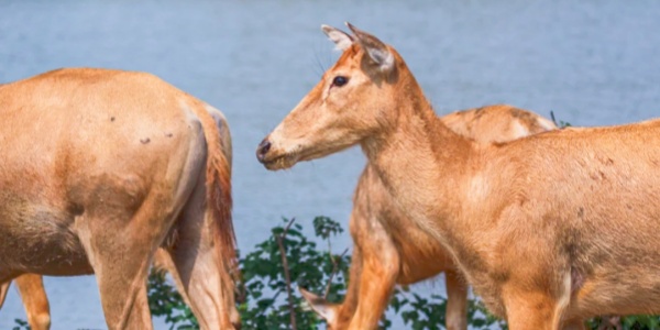 1744696388791.jpg china travel,pesona travel,elk,3.jpg