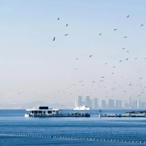 Guida turistica di Qingdao: Itinerari classici e esperienze immersive