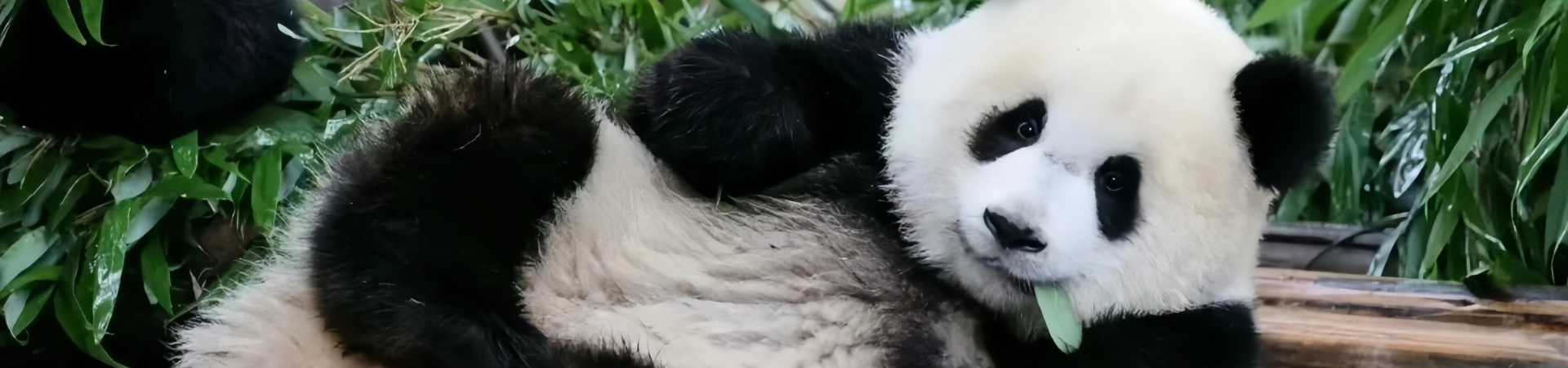 A Family's Unforgettable Panda Adventure in Chengdu: Where Cuddly Encounters Spark Lifelong Memories