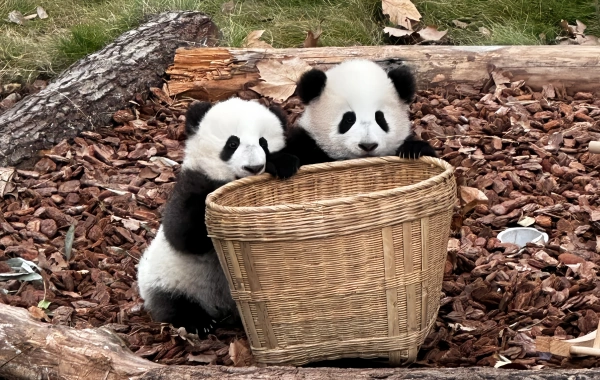 Ein Familienunvergessliches Panda Abenteuer in Chengdu: Wo Cuddly Begegnungen Spark Lifelong Erinnerungen