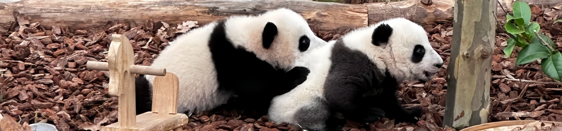 China Top Panda Destinos: Donde ver los Pandas Más Amados del Mundo