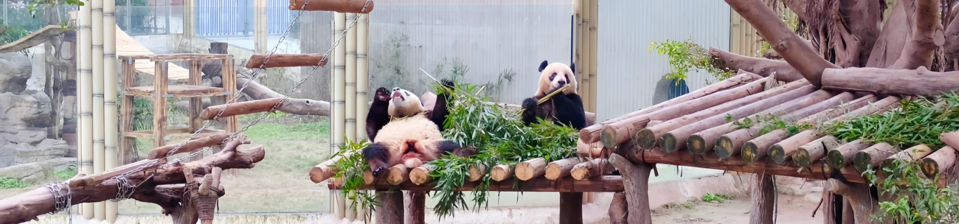 Chongqing Zoo