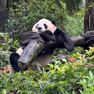 Top 5 Must-Try Sichuan Dishes: A Spicy and Flavorful Journey Through China’s Culinary Heartland