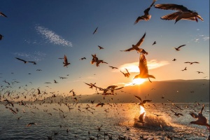  بحيرة (ديانشي) ألفيّة (جورني) الشعريّة من 