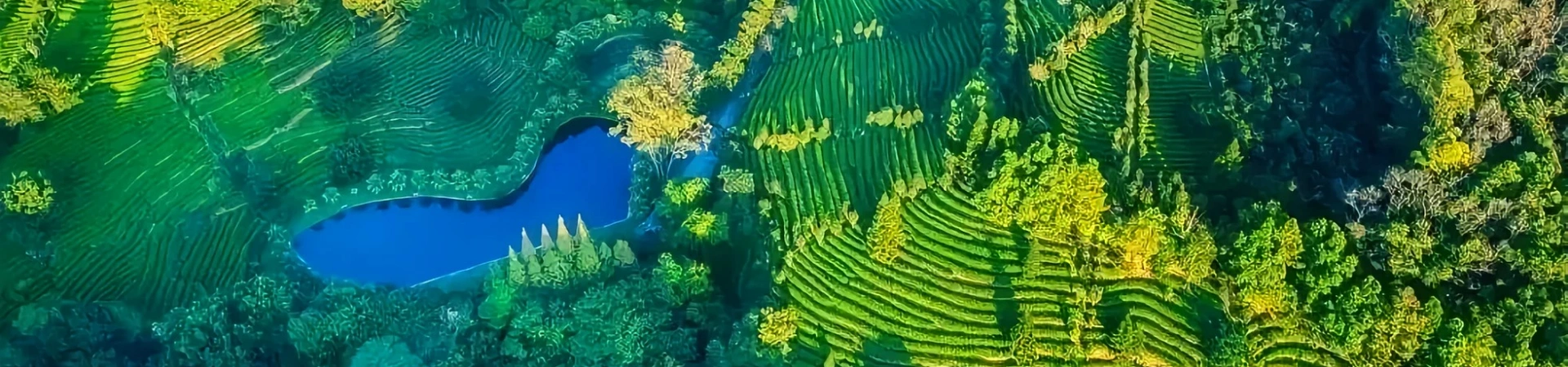 Yannanfei Tee Plantage Landschaftsfläche