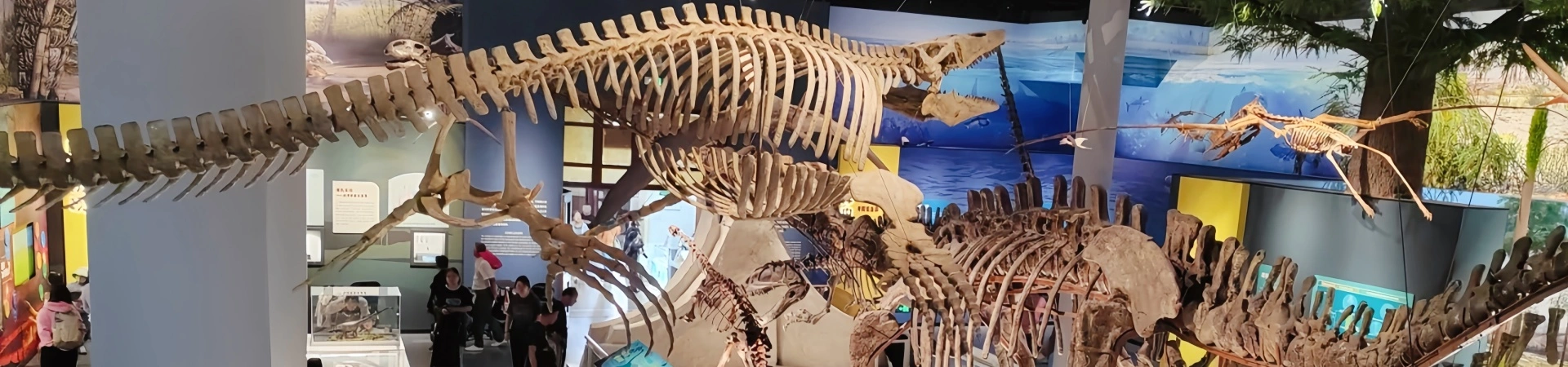 Beijing Museum of Natural History