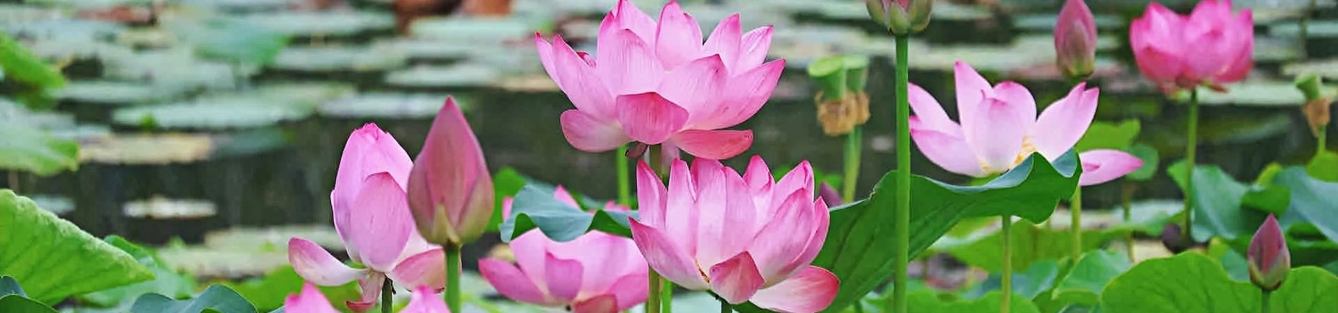 Xi'an Peach Blossom Pond Park