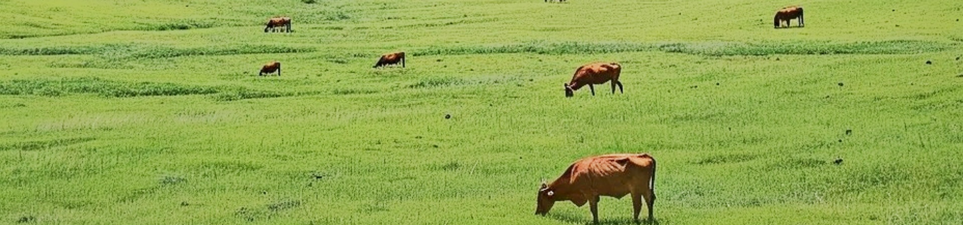 Zhangbei Grassland