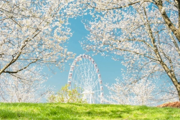 اليوم الثامن: شنغهاي