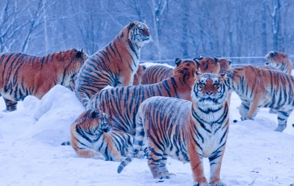 اليوم الخامس: هاربن