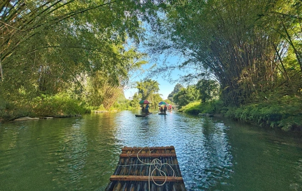 اليوم الخامس: سرقة البامبو والبيع