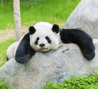 One-Day Panda Keeper Experience at Dujiangyan China Giant Panda Garden