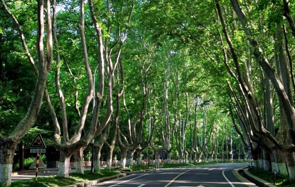 اليوم 1: نانجين