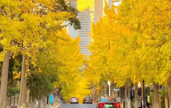 Day 1：Qingdao Arrival