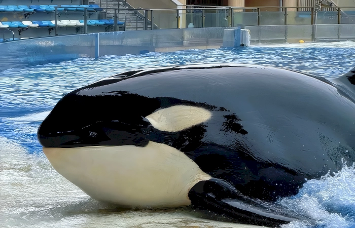 shanghai ocean park