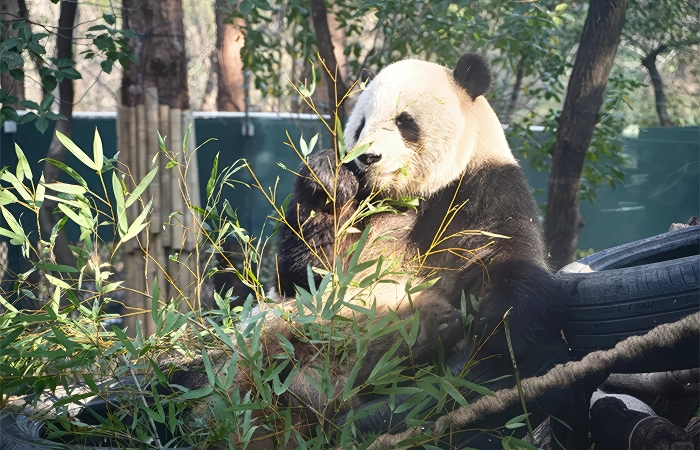 zoologico shanghai